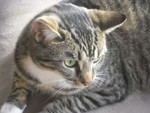 Mittens