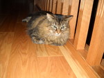 Another picture of Ringo