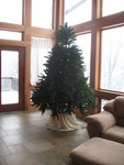 The tree