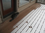 The kids let Ninwa outside to see the snow.