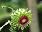 Highlight for Album: Kailyn's pictures, summer 2011