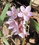 Another spring beauty picture