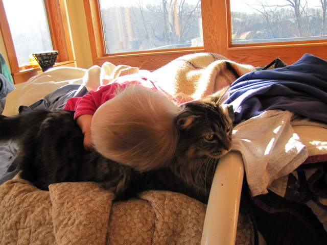 Such an amazingly patient cat