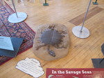 Another turtle