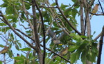 May 17: Masses of cedar waxwings showed up to eat our serviceberries this evening!