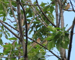 730crop