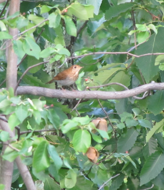 Cute wren joining the feast