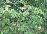 738crop