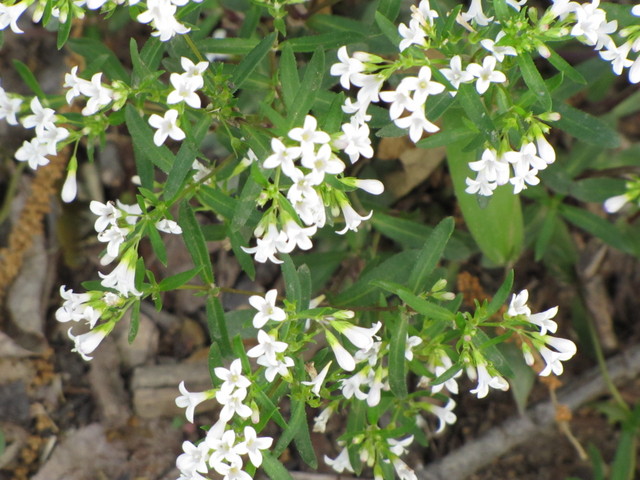 A Houstonia that blooms a lot around here
