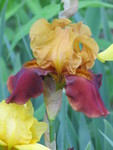 May 15: Newest iris to bloom