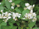 Blackberries in bloom.