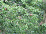 IMG 0740
