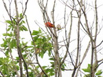 IMG 0744