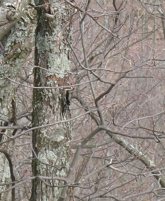 Woodpecker outside Kailyn's bedroom window