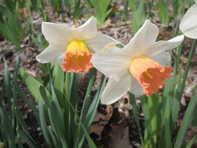 Daffodils with yellow-to-salmon-pink centers