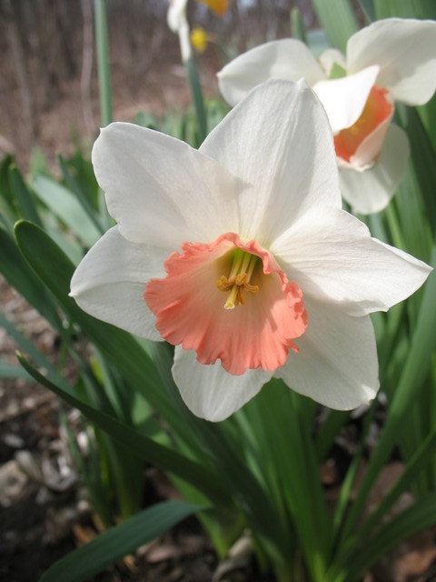 Salmon pink and white daffodil