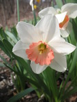 Salmon pink and white daffodil