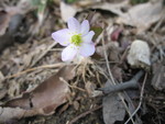 Rue anemone
