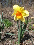 Daffodil pic, though it doesn't do it justice. It's as big as my hand and the trumpet is cheeto-orange!