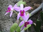 August 19: Chattanooga Aquarium. Orchids