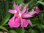 The shark and stingray room has many gorgeous orchids