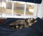 Ringo's favorite perch: a blanket on the shelf above the computer, in front of the window