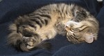 Being a housecat sure is a rough life.