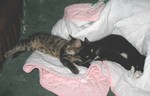 February 9: Ringo and Lucky snuggled up for a nap