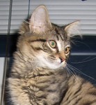 Ringo's close-up