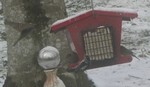 February 18: Birds at mom's feeder, and one coming in for a landing!