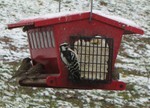 Finches and downy woodpecker