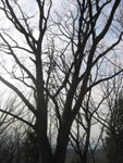 Majestic oak above Onyx's grave