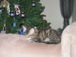 Darned paparazzi, taking pictures while I'm trying to sleep!