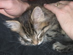 On Don's lap