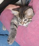 Kitten snuggling with me