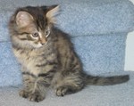 Back to cat pictures :)