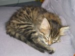 January 2, sleeping on my chair