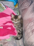 January 3. Snuggling on Kailyn's jacket on the couch
