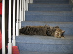 Who, me? What do you mean I'm blocking the stairs?
