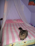 January 3: Ringo on Kailyn's bed