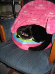 January 4: Lucky sleeping on Kailyn's pillows