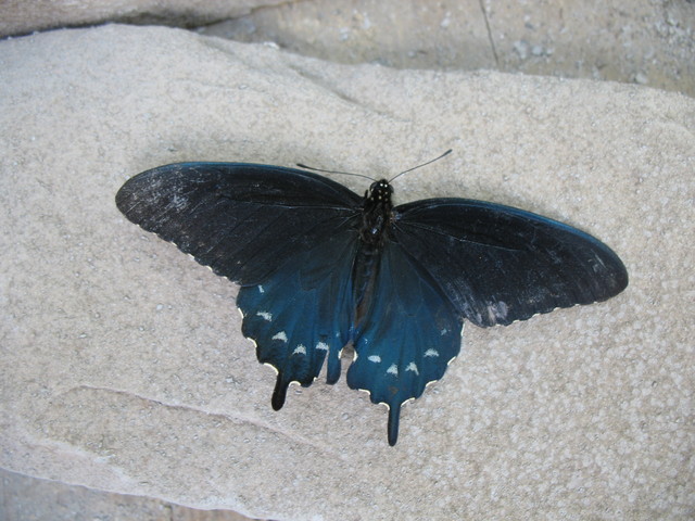 A butterfly Kailyn found