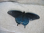 A butterfly Kailyn found