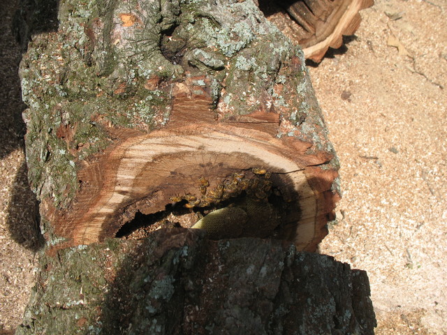 Ooops.  This tree we just cut down had bees in it.  (We think they may be Don's escaped bees from April, actually.  They're definitely domesticated, and the bees that used to live in the tree had disappeared 2 years ago.)