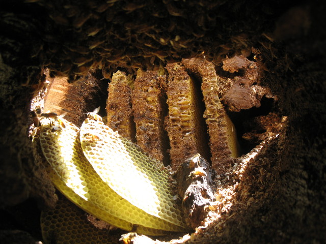 Neat picture Don took of the comb inside the log