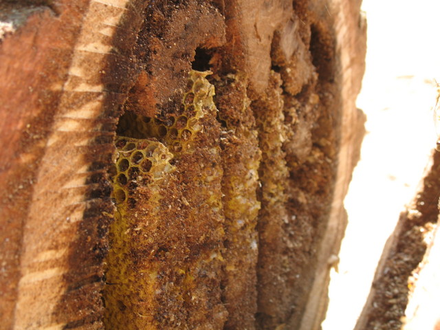 One last beehive pic