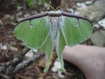 Highlight for Album: Luna Moth -- 2002?