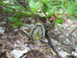 moth3small