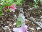 moth4small