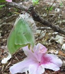 moth6small